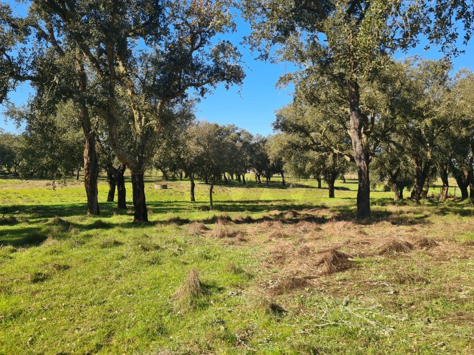 Quinta T3 para Venda em São Domingos e Vale de Água Foto 15