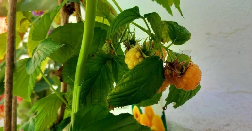 Apartamento T1 para Venda em Belém