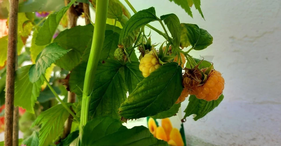 Apartamento T1 para Venda em Belém Foto 23