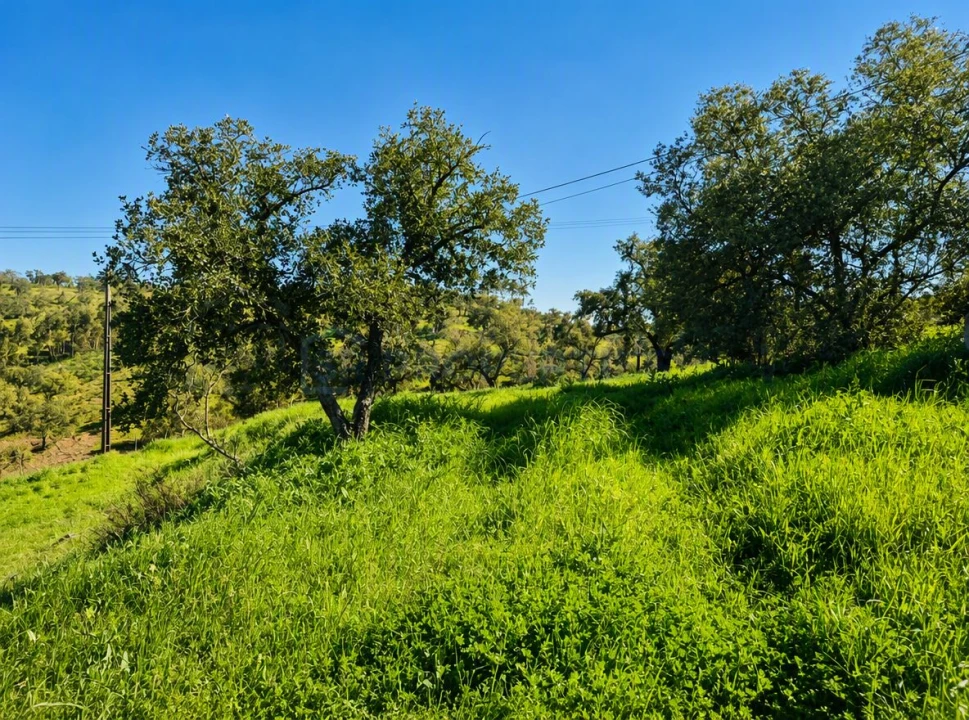 Terreno para Venda em Salir Foto 7