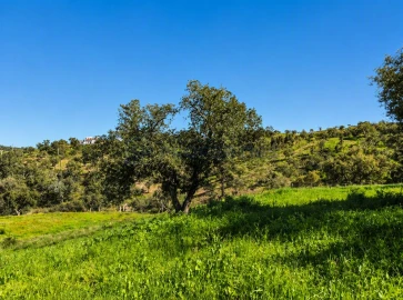 Terreno para Venda em Salir