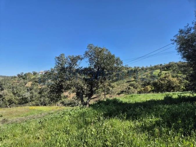 Terreno para Venda em Salir Foto 13