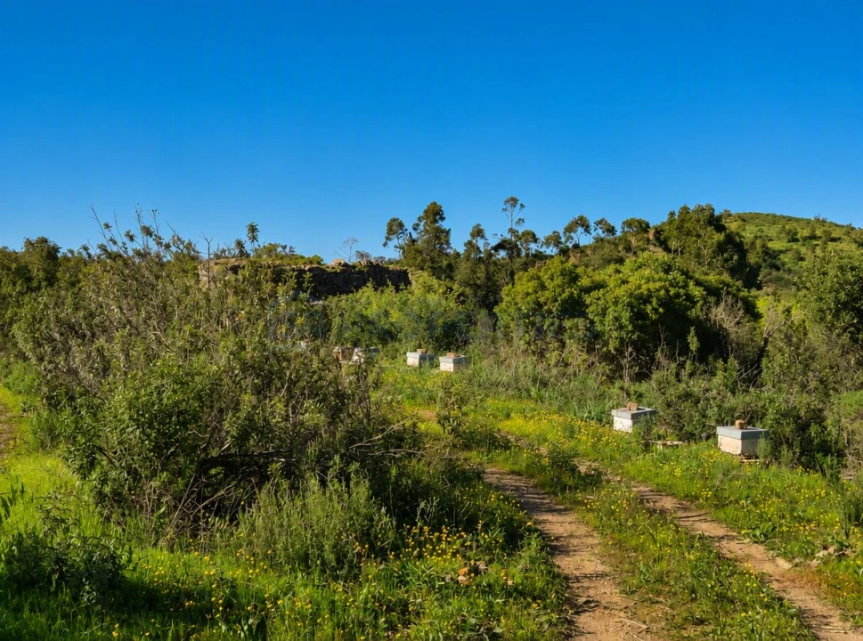 Terreno para Venda em Salir Foto 5
