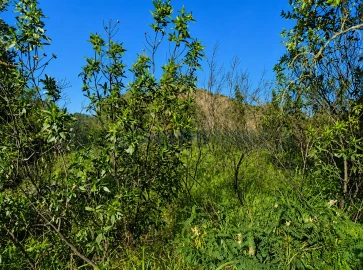 Terreno para Venda em Salir