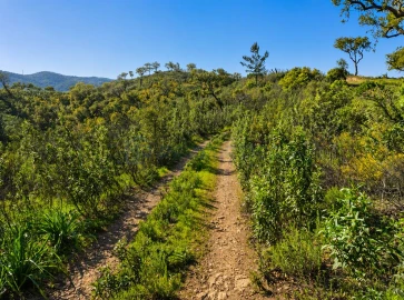 Terreno para Venda em Salir