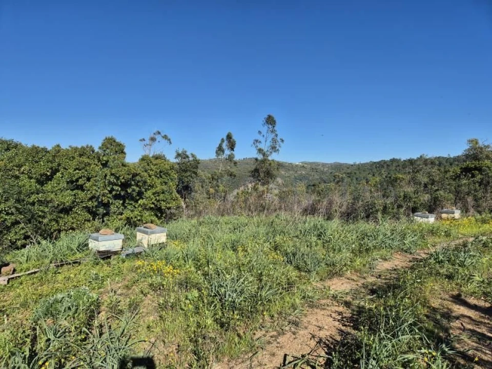Terreno para Venda em Salir Foto 4
