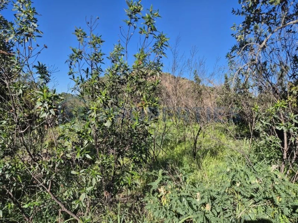 Terreno para Venda em Salir Foto 10