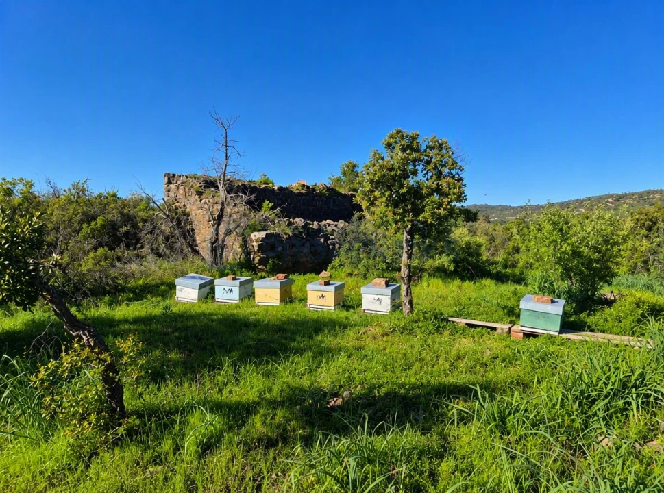 Terreno para Venda em Salir Foto 1