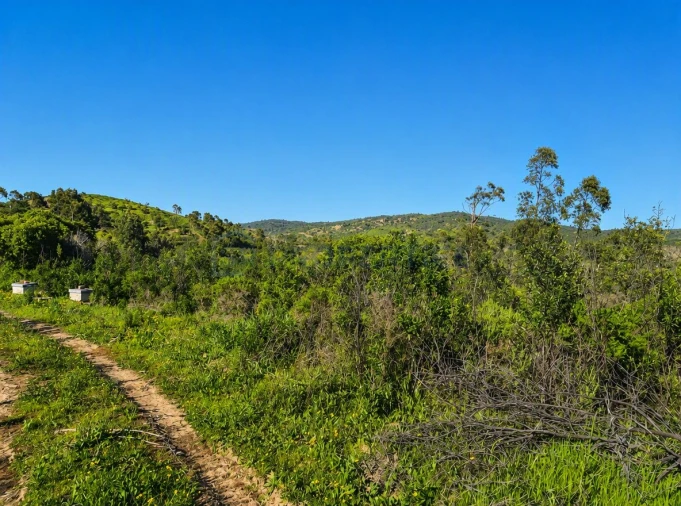 Terreno para Venda em Salir Foto 6