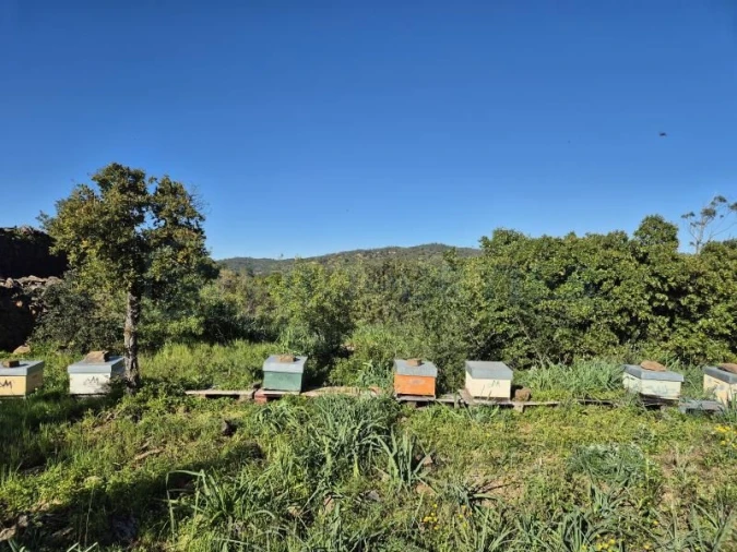 Terreno para Venda em Salir Foto 3