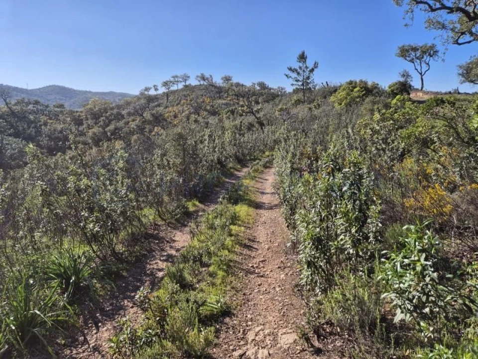 Terreno para Venda em Salir Foto 13
