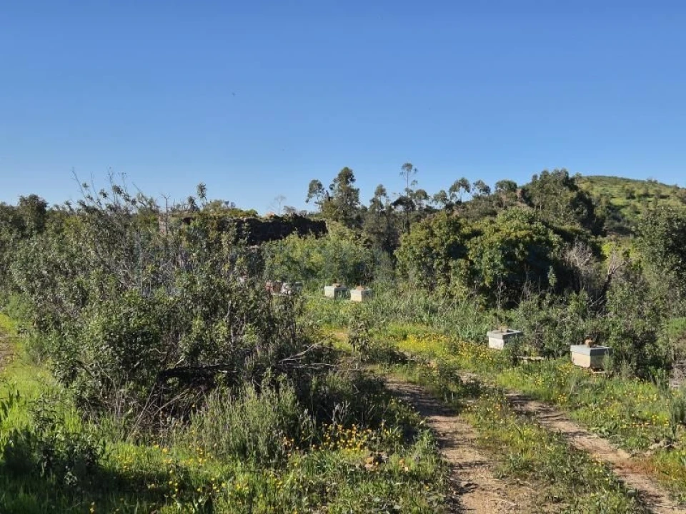 Terreno para Venda em Salir Foto 5