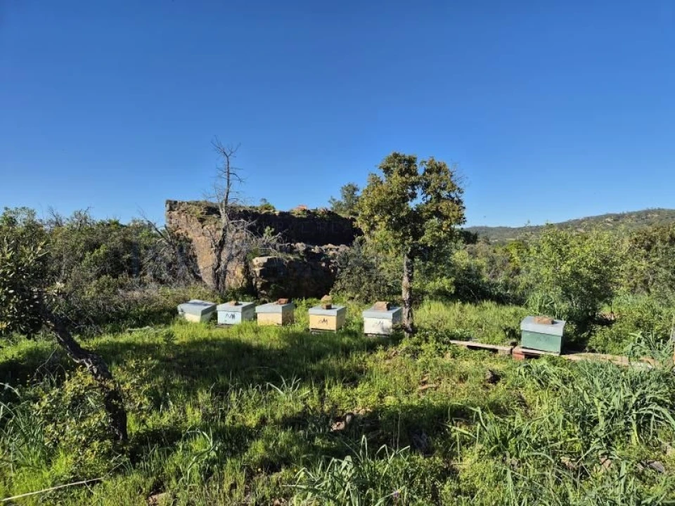 Terreno para Venda em Salir Foto 1