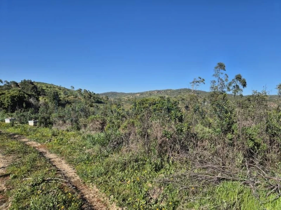 Terreno para Venda em Salir Foto 6