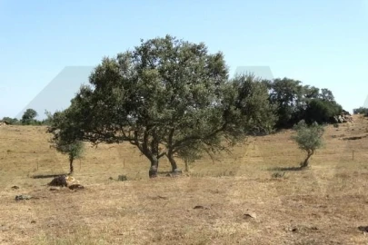 Terreno para Venda em Ourique