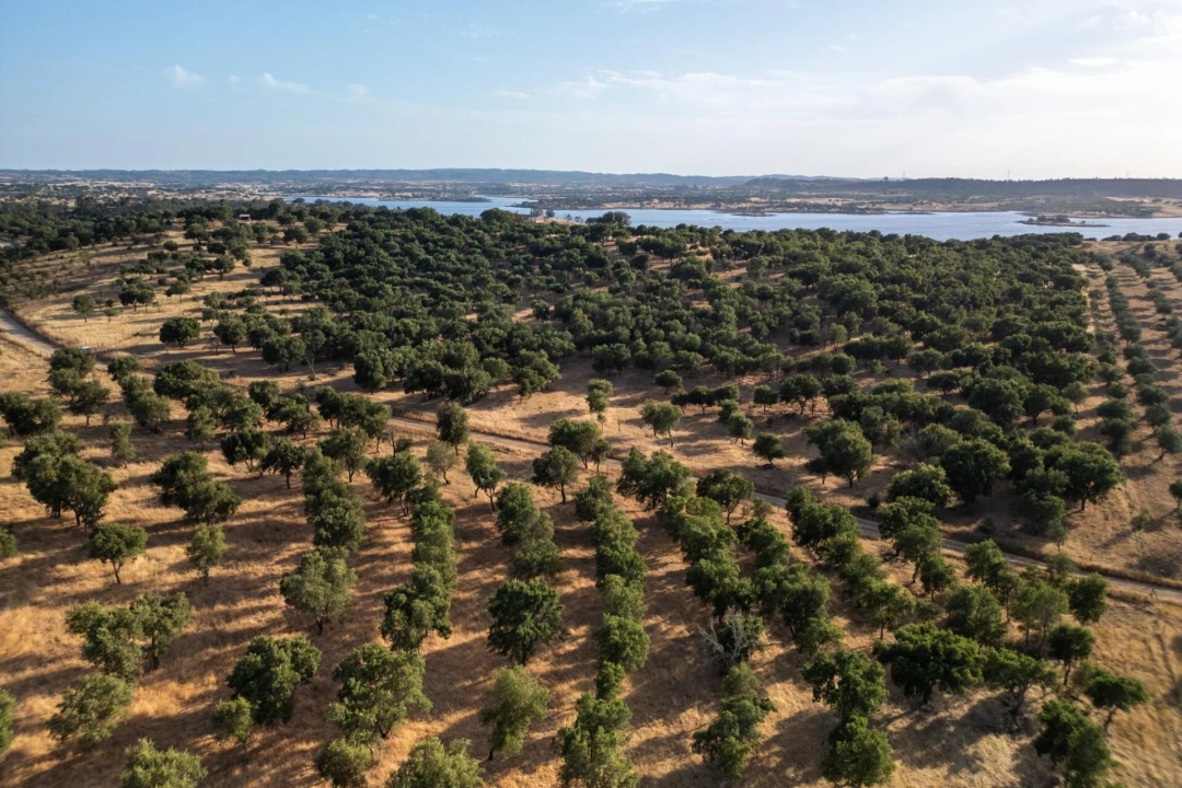 Terreno para Venda em Ourique Foto 1