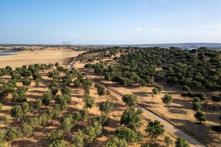 Terreno para Venda em Ourique Foto 11