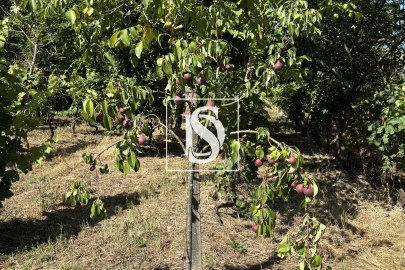 Terreno para Venda em Santiago de Besteiros