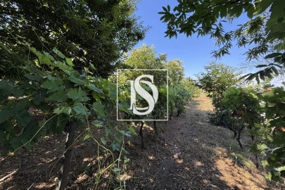 Terreno para Venda em Santiago de Besteiros