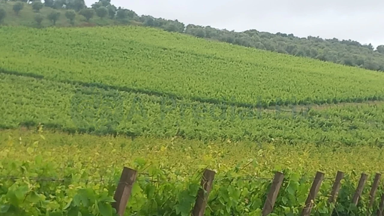 Terreno Agricola ou Rústico para Venda em Estremoz (Santa Maria e Santo André) Foto 2