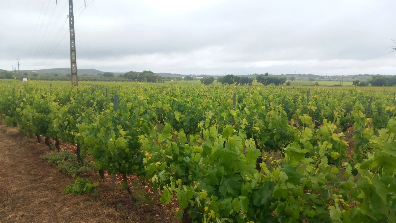 Terreno Agricola ou Rústico para Venda em Estremoz (Santa Maria e Santo André) Foto 3