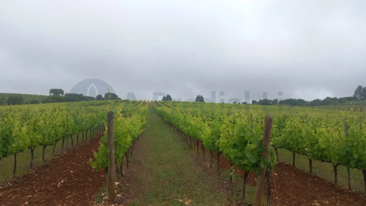Terreno Agricola ou Rústico para Venda em Estremoz (Santa Maria e Santo André) Foto 4