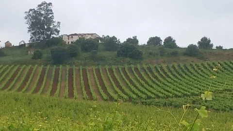 Terreno Agricola ou Rústico para Venda em Estremoz (Santa Maria e Santo André)