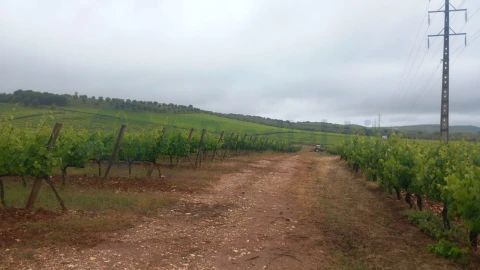 Terreno Agricola ou Rústico para Venda em Estremoz (Santa Maria e Santo André)