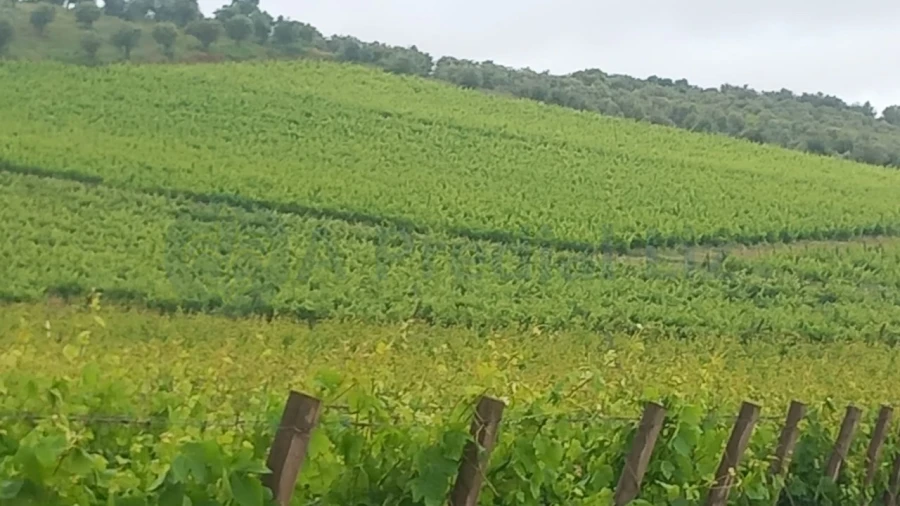 Terreno Agricola ou Rústico para Venda em Estremoz (Santa Maria e Santo André) Foto 2