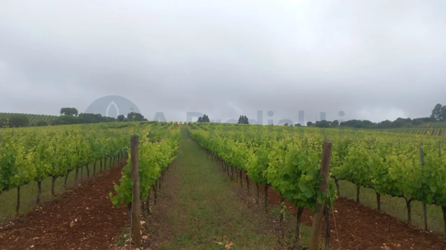 Terreno Agricola ou Rústico para Venda em Estremoz (Santa Maria e Santo André) Foto 4