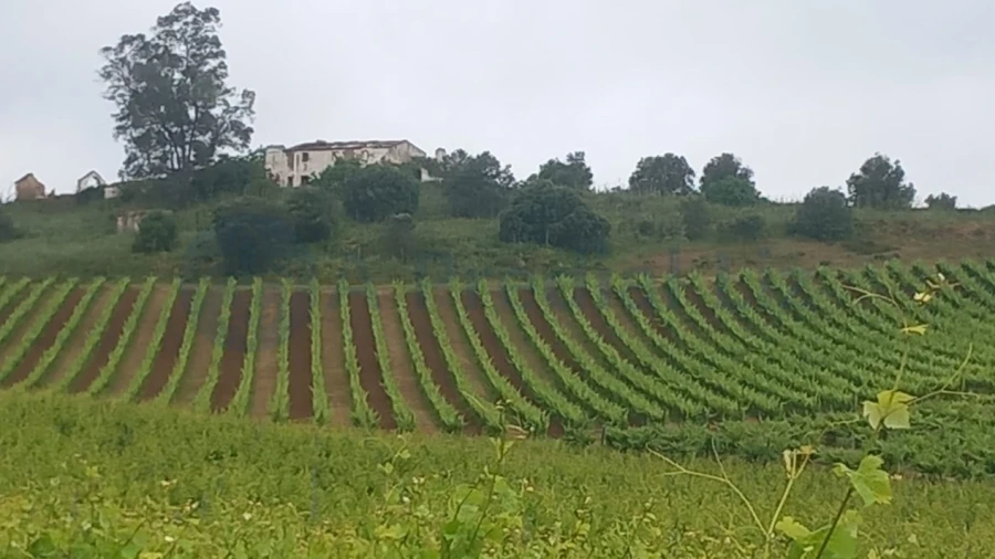 Terreno Agricola ou Rústico para Venda em Estremoz (Santa Maria e Santo André)