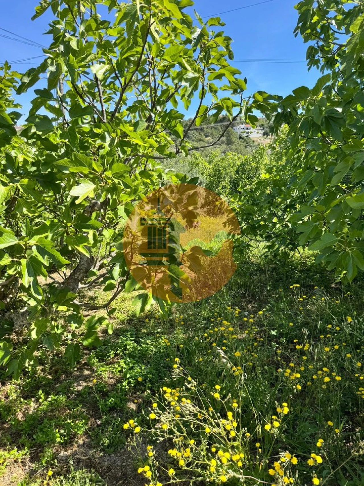 Terreno para Venda em São Brás de Alportel Foto 9