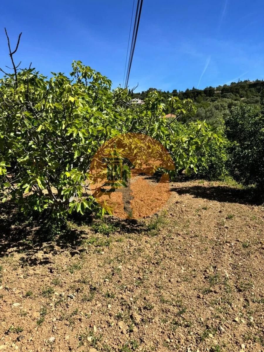 Terreno para Venda em São Brás de Alportel Foto 8