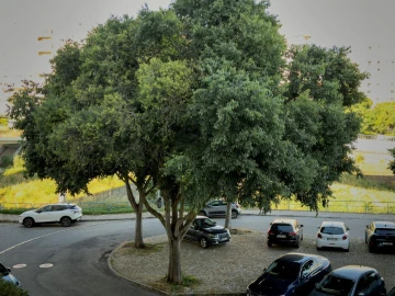 Apartamento T2 para Arrendamento em Oeiras e São Julião da Barra, Paço de Arcos e Caxias