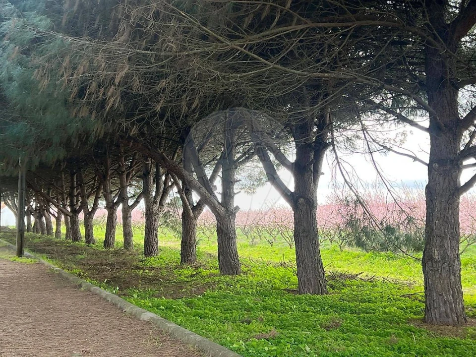 Quinta T2 para Venda em Poceirão e Marateca Foto 6