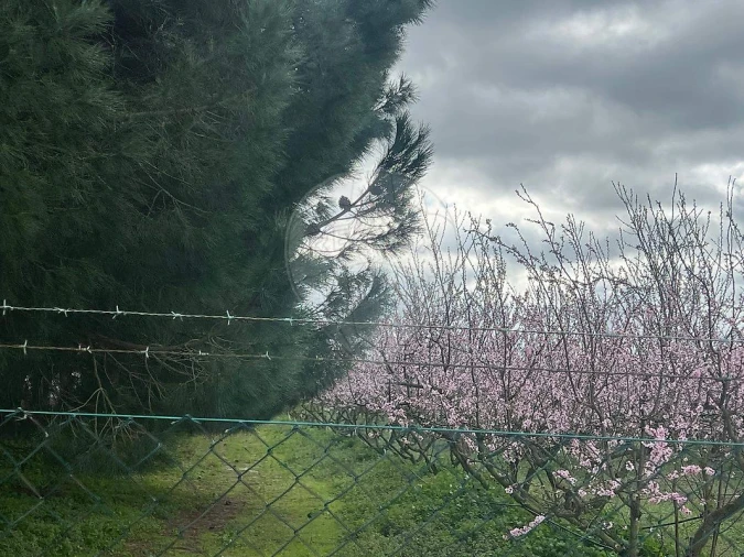 Quinta T2 para Venda em Poceirão e Marateca Foto 7