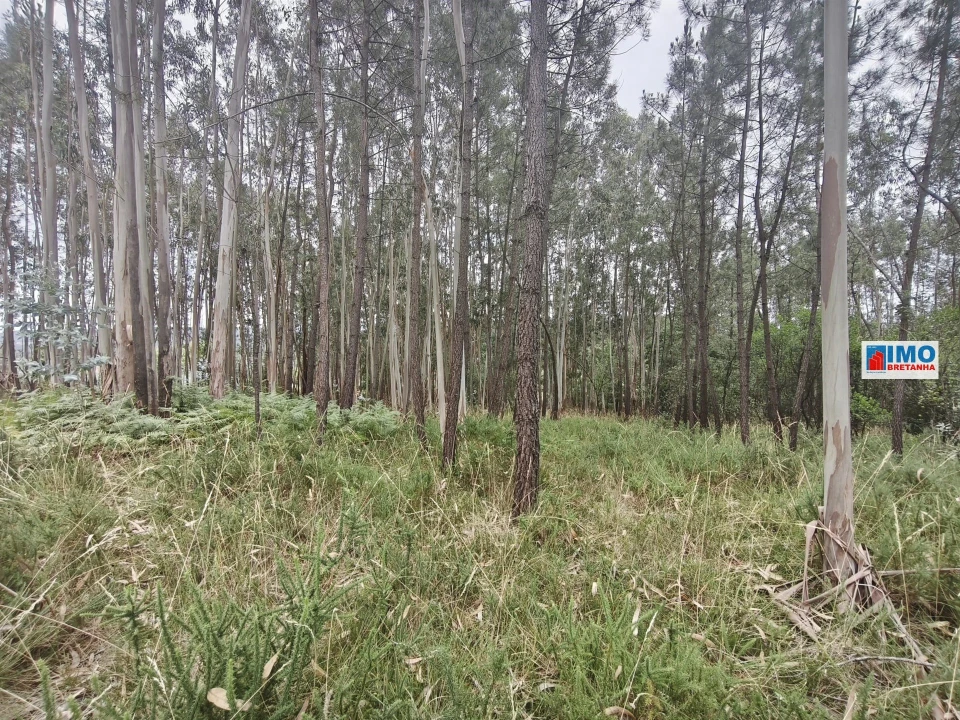 Terreno para Venda em Poiares (Santo Andre) Foto 5
