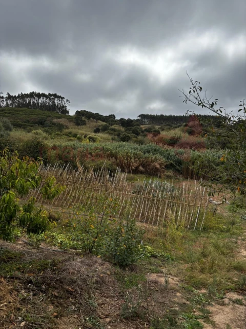 Terreno Agricola ou Rústico para Venda em Lourinhã e Atalaia
