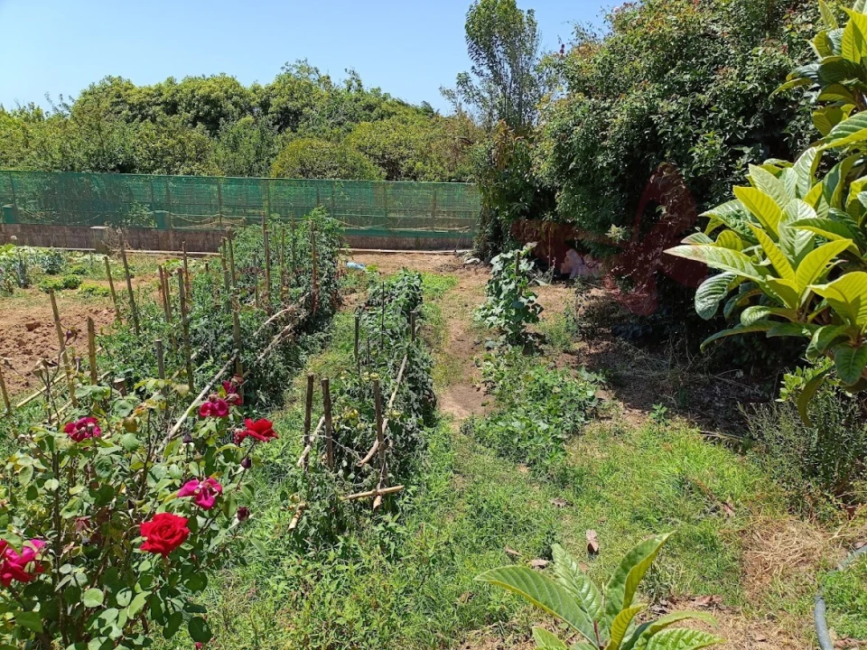 Terreno Agricola ou Rústico para Venda em Lourinhã e Atalaia Foto 2