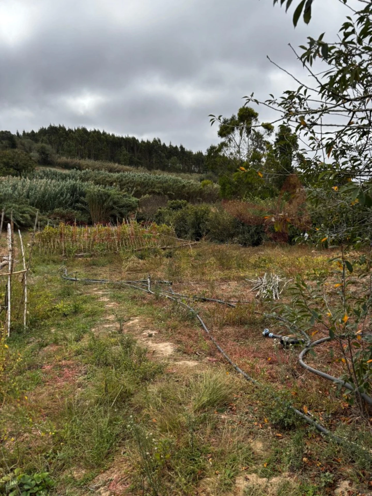 Terreno Agricola ou Rústico para Venda em Lourinhã e Atalaia Foto 8