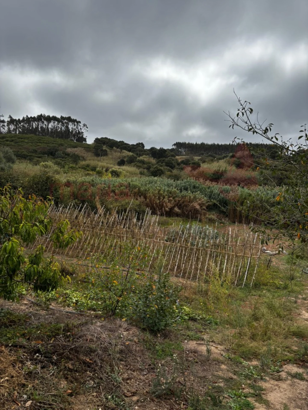 Terreno Agricola ou Rústico para Venda em Lourinhã e Atalaia Foto 13