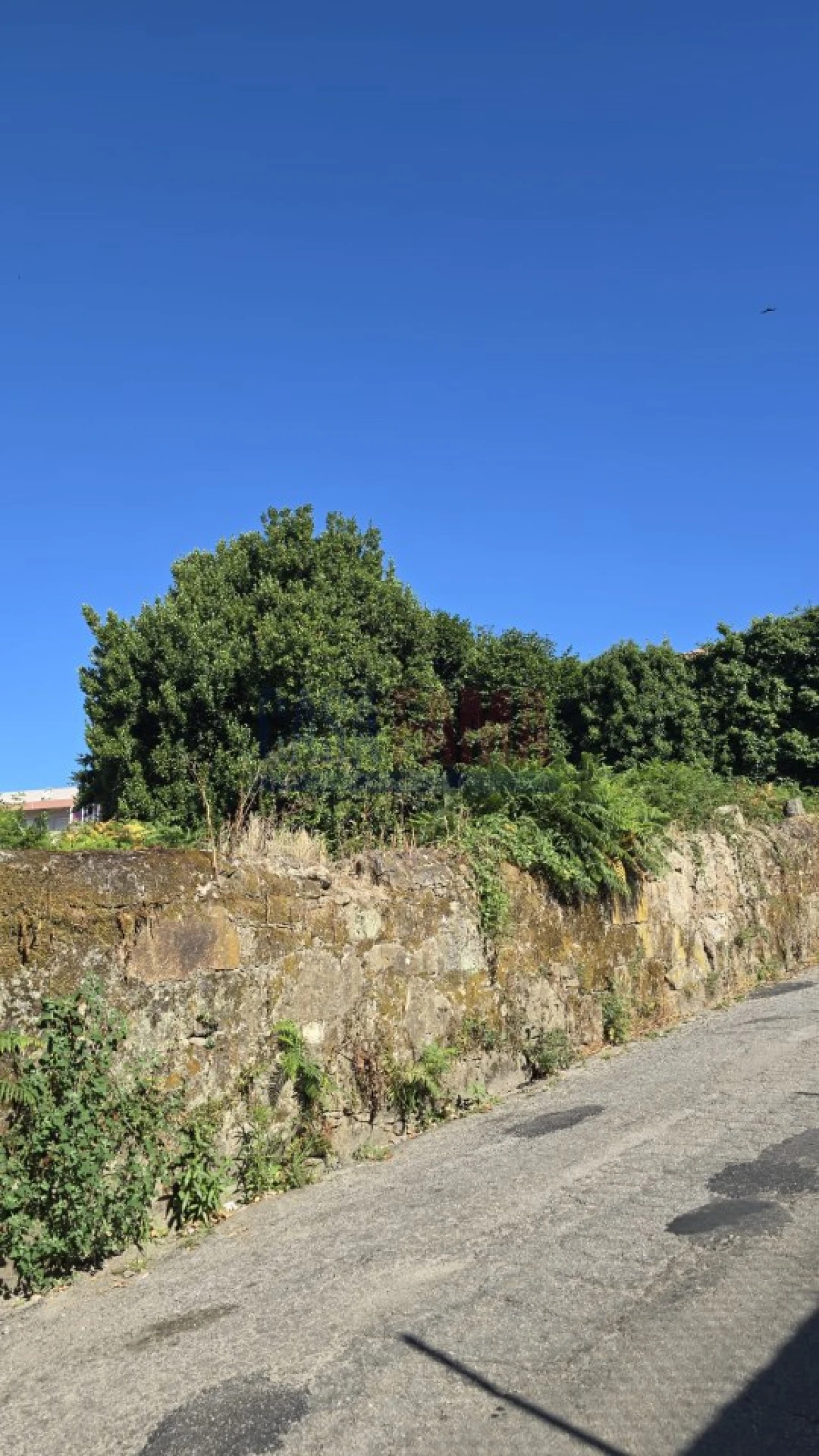 Terreno para Venda em Landim Foto 14