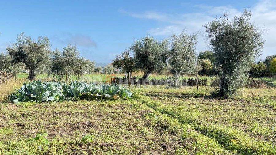 Terreno Agricola ou Rústico para Venda em Alvega e Concavada