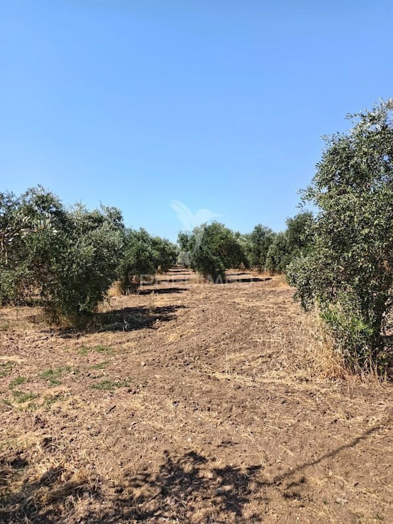 Terreno para Venda em Nossa Senhora da Expectação Foto 17