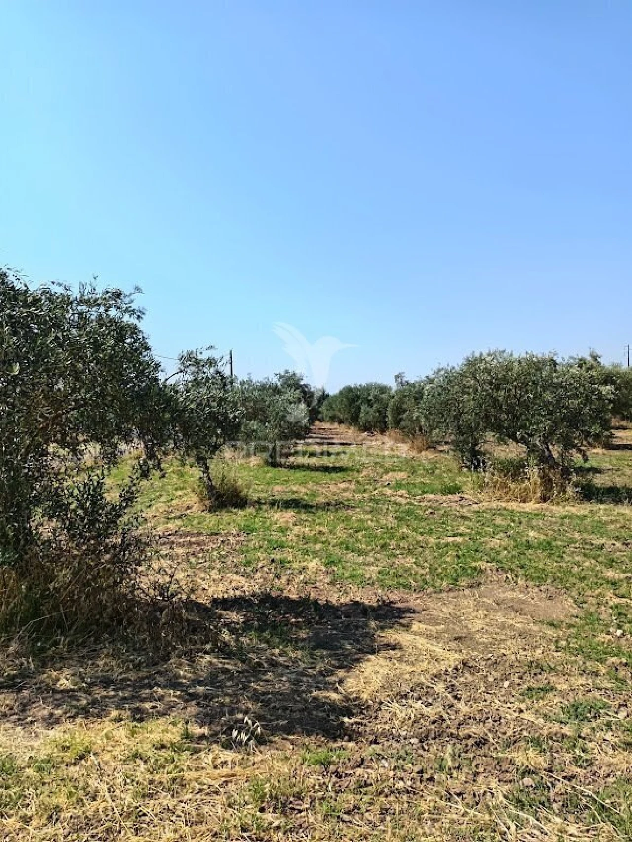 Terreno para Venda em Nossa Senhora da Expectação Foto 15