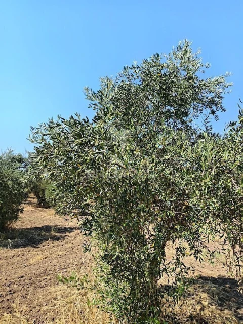 Terreno para Venda em Nossa Senhora da Expectação