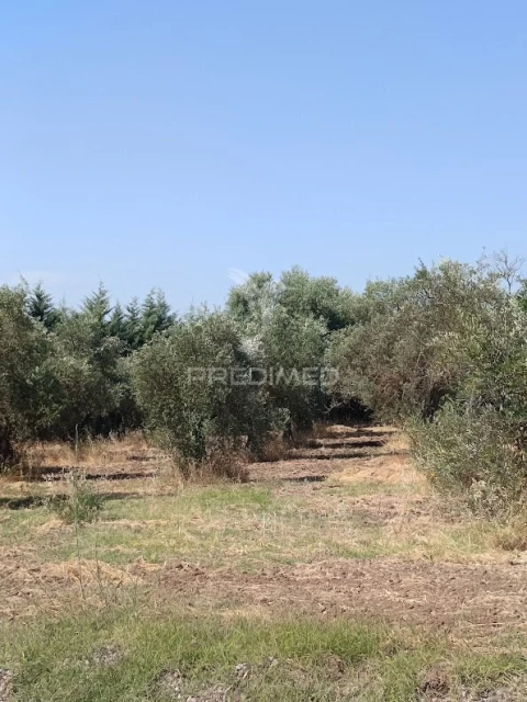 Terreno para Venda em Nossa Senhora da Expectação