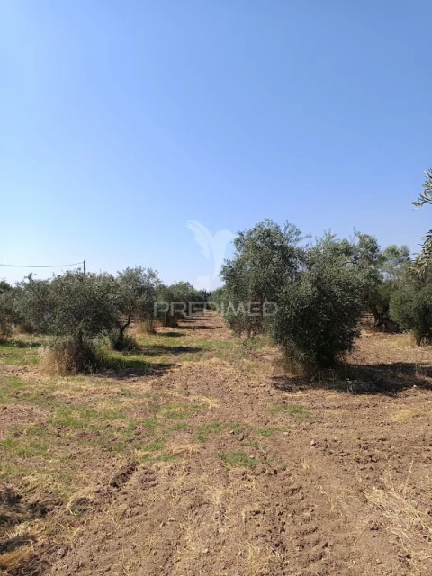 Terreno para Venda em Nossa Senhora da Expectação