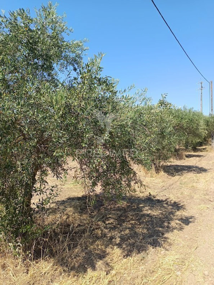 Terreno para Venda em Nossa Senhora da Expectação Foto 21