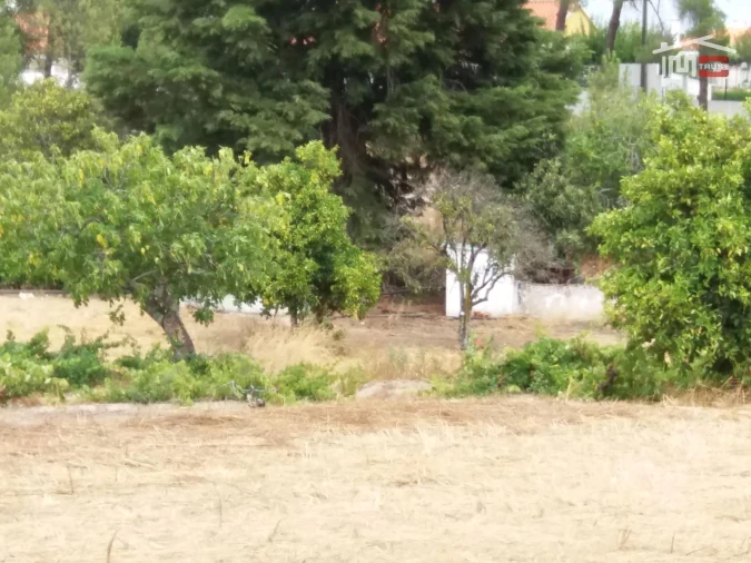 Terreno Agricola ou Rústico para Venda em Coruche, Fajarda e Erra Foto 5